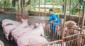 Biosecurity Measures - Pig Farming Philippines | Pilmico