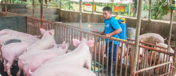 Pilmico transforms Tacloban survivors into backyard farmers