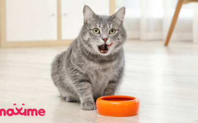 The Basics of Feline Nutrition