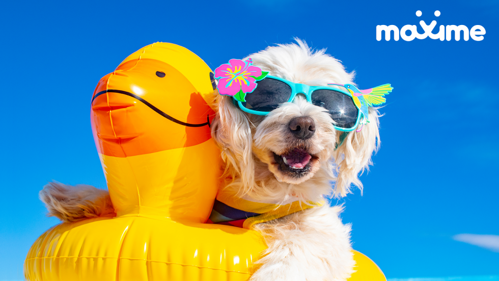 5 Tips to Get Your Dog Cool & Safe this Summer