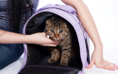 Cat Care 101: Your Essential Checklist Before Bringing a Cat Home