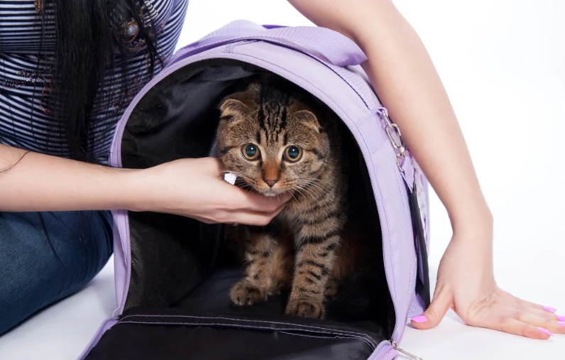 Cat Care 101: Your Essential Checklist Before Bringing a Cat Home