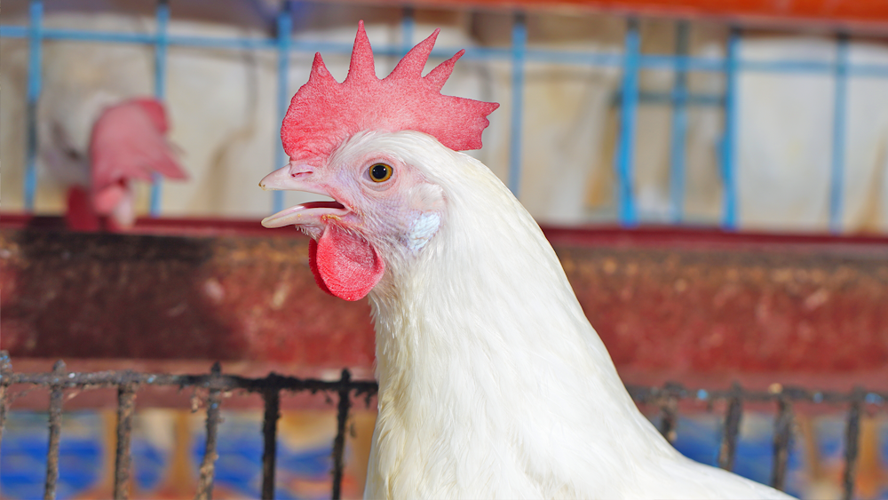 Clucking Business: Unveiling the Types of Poultry Farming