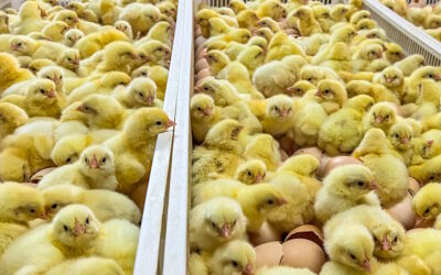 Revolutionary In-Ovo Technology: Enhancing Poultry Health and Growth