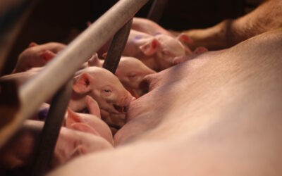 Advancing Pig Production: Genetic Strategies for Improved Litter Size and Survival