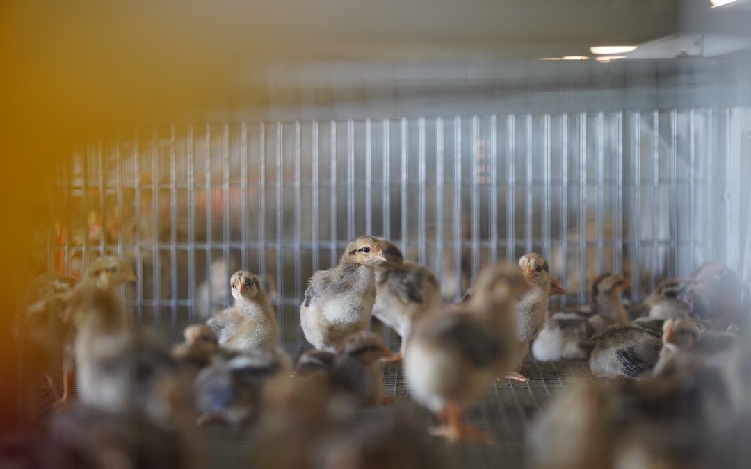 In Ovo Sexing Technologies to Improve Animal Welfare